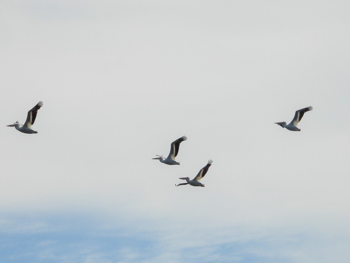 American White Pelican - ML620373441