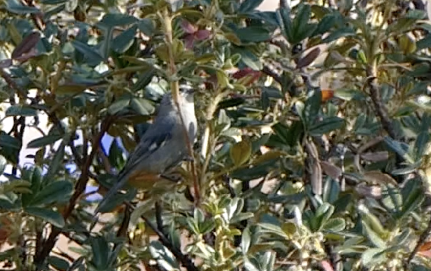 Cinereous Conebill - ML620373443