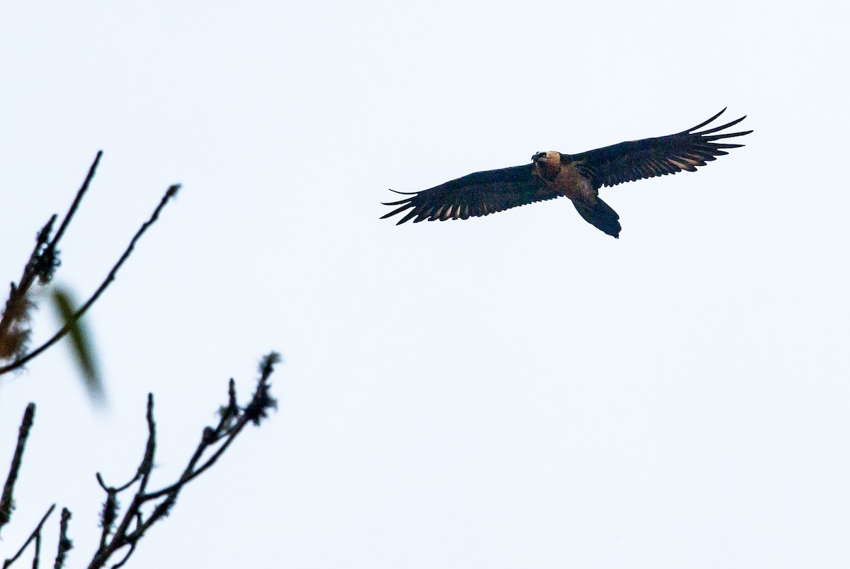 Bearded Vulture - ML620373454