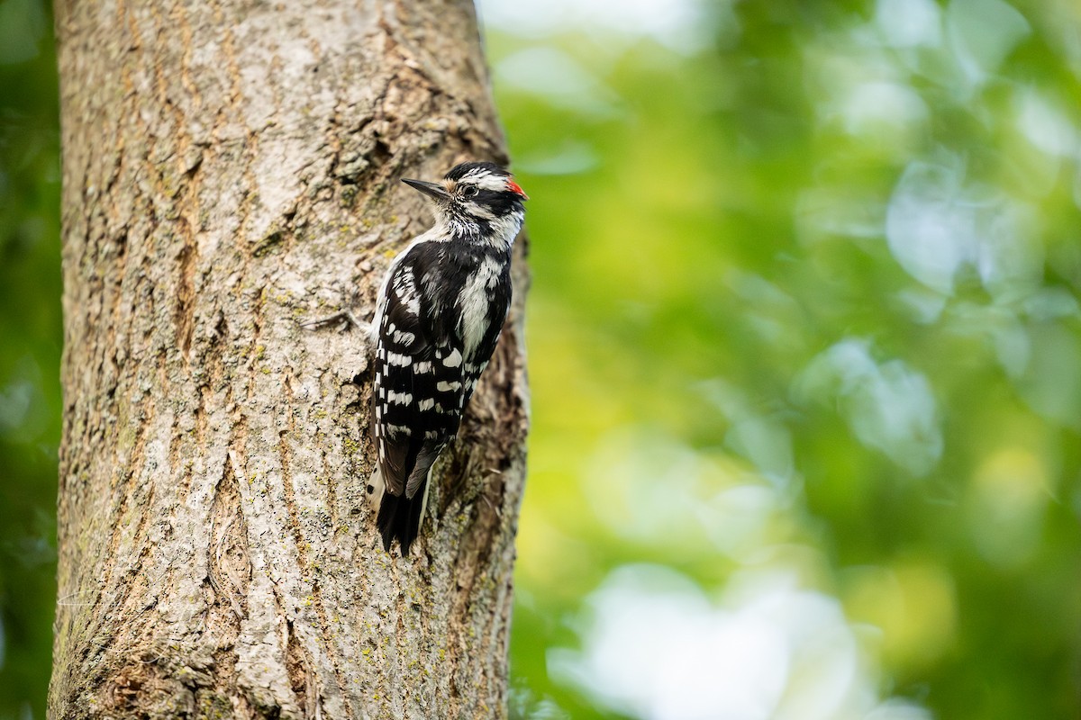 Downy Woodpecker - ML620373457