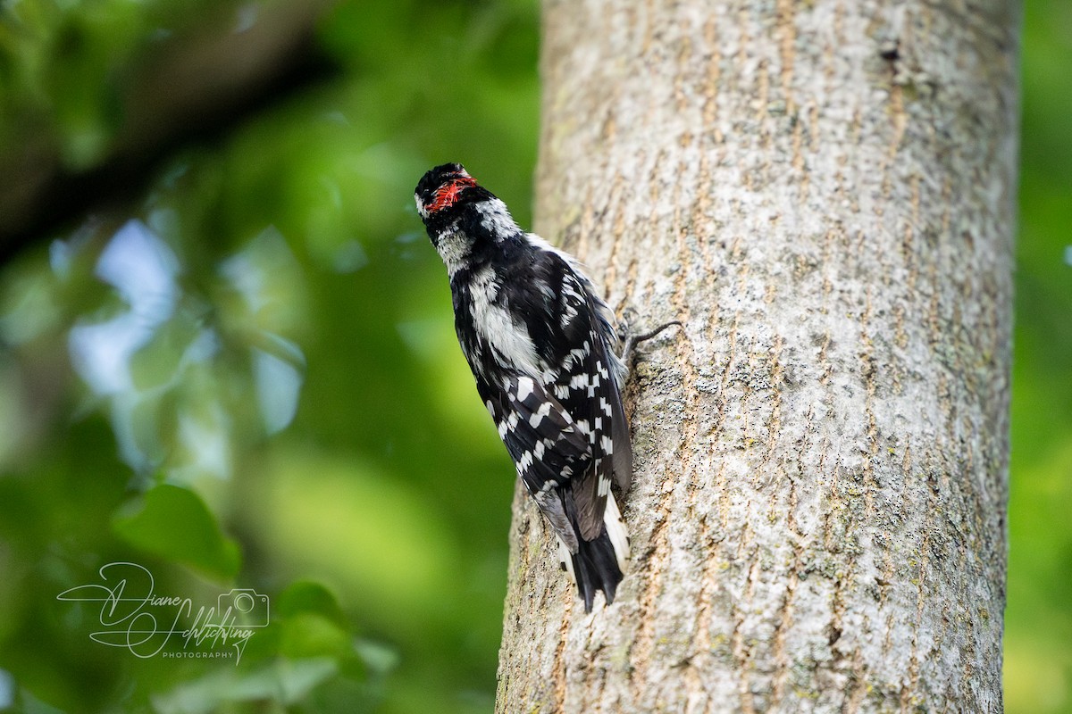 Downy Woodpecker - Diane Schlichting