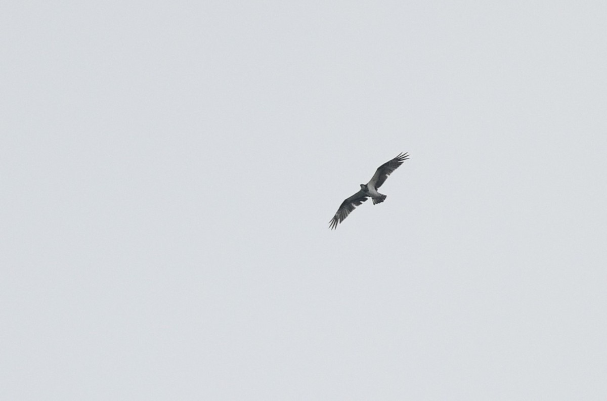 Osprey - ML620373473