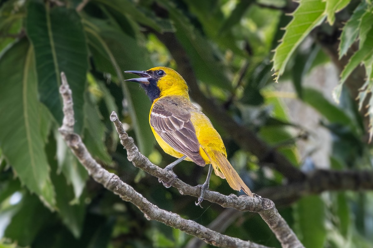 Orchard Oriole - ML620373474