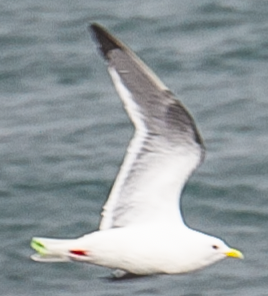 Red-legged Kittiwake - ML620373484