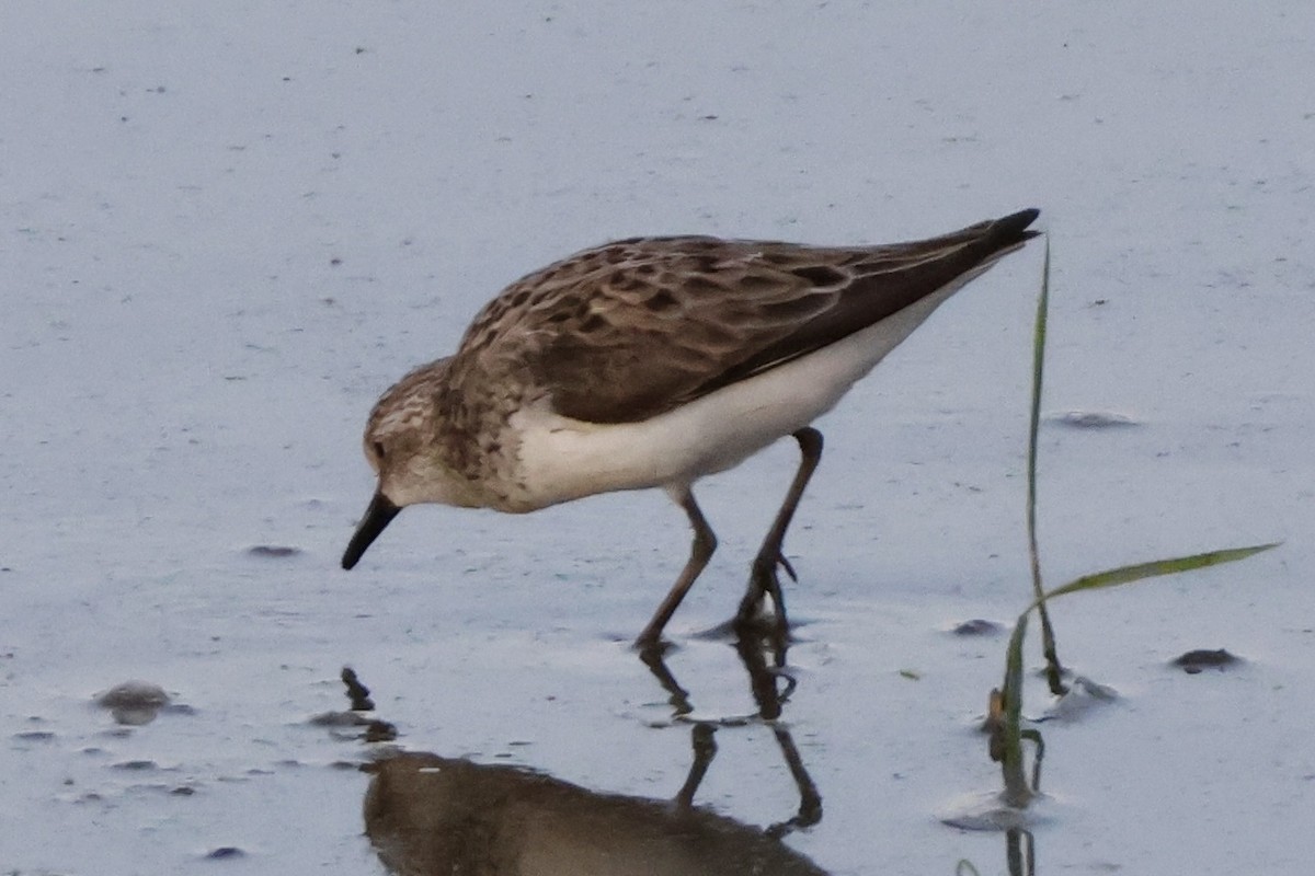 Semipalmated Sandpiper - ML620373485