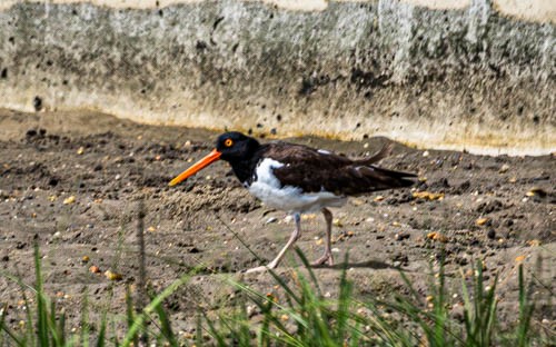 American Oystercatcher - Ray Steelman