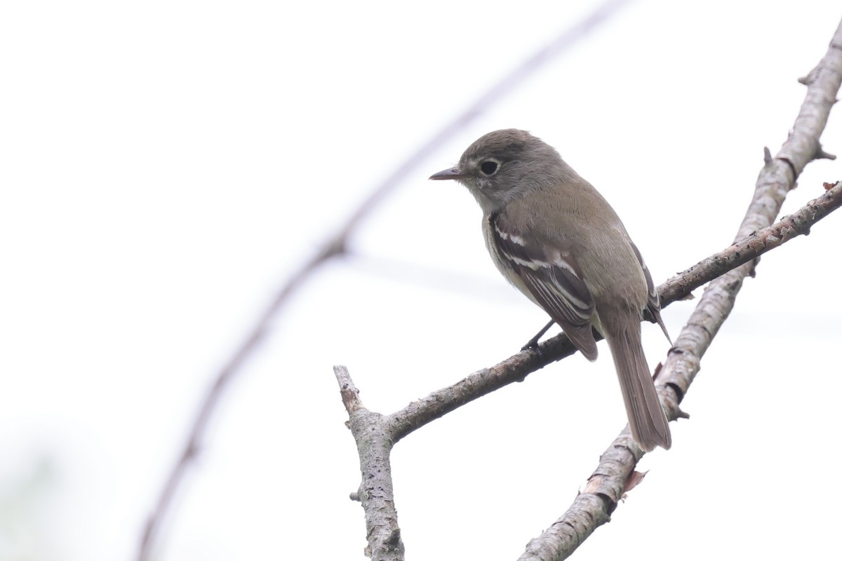 Least Flycatcher - ML620373495