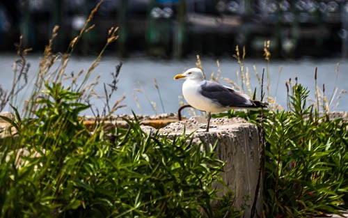 Gaviota Argéntea - ML620373496