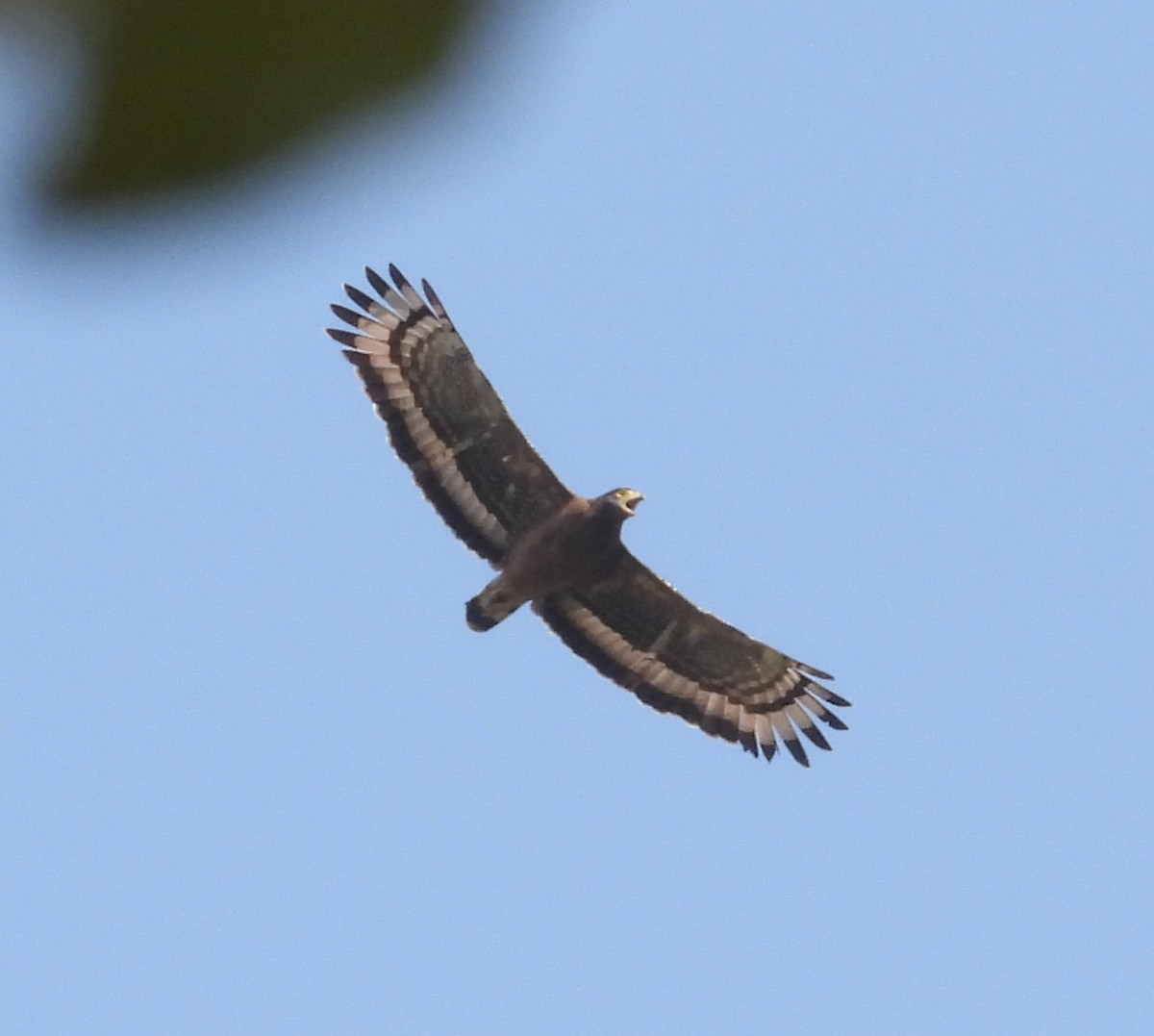 Crested Serpent-Eagle - ML620373498