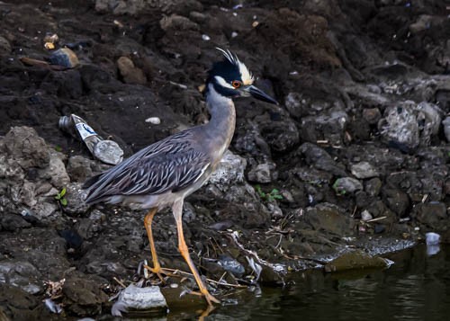 Yellow-crowned Night Heron - ML620373506