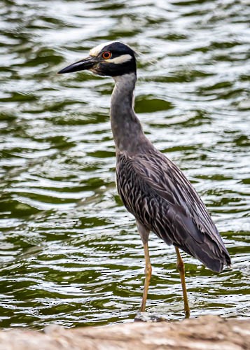 Yellow-crowned Night Heron - ML620373507