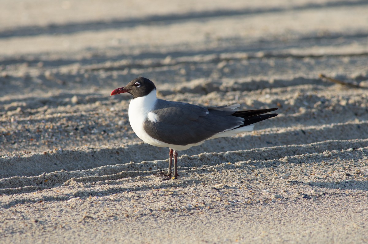 Laughing Gull - ML620373518