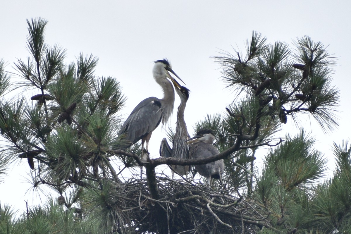 Great Blue Heron - ML620373531