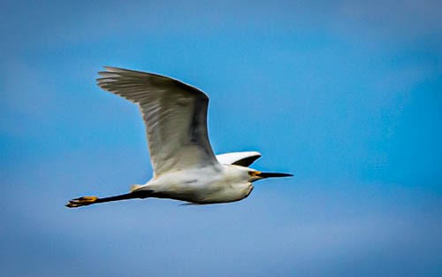 Snowy Egret - ML620373540