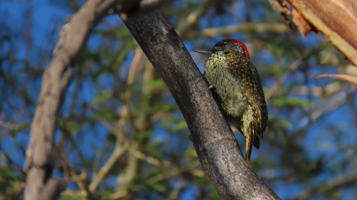 Golden-tailed Woodpecker (Golden-tailed) - ML620373547
