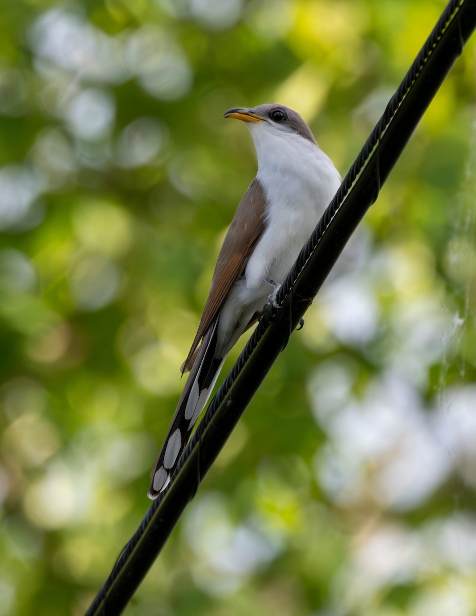 Yellow-billed Cuckoo - ML620373556