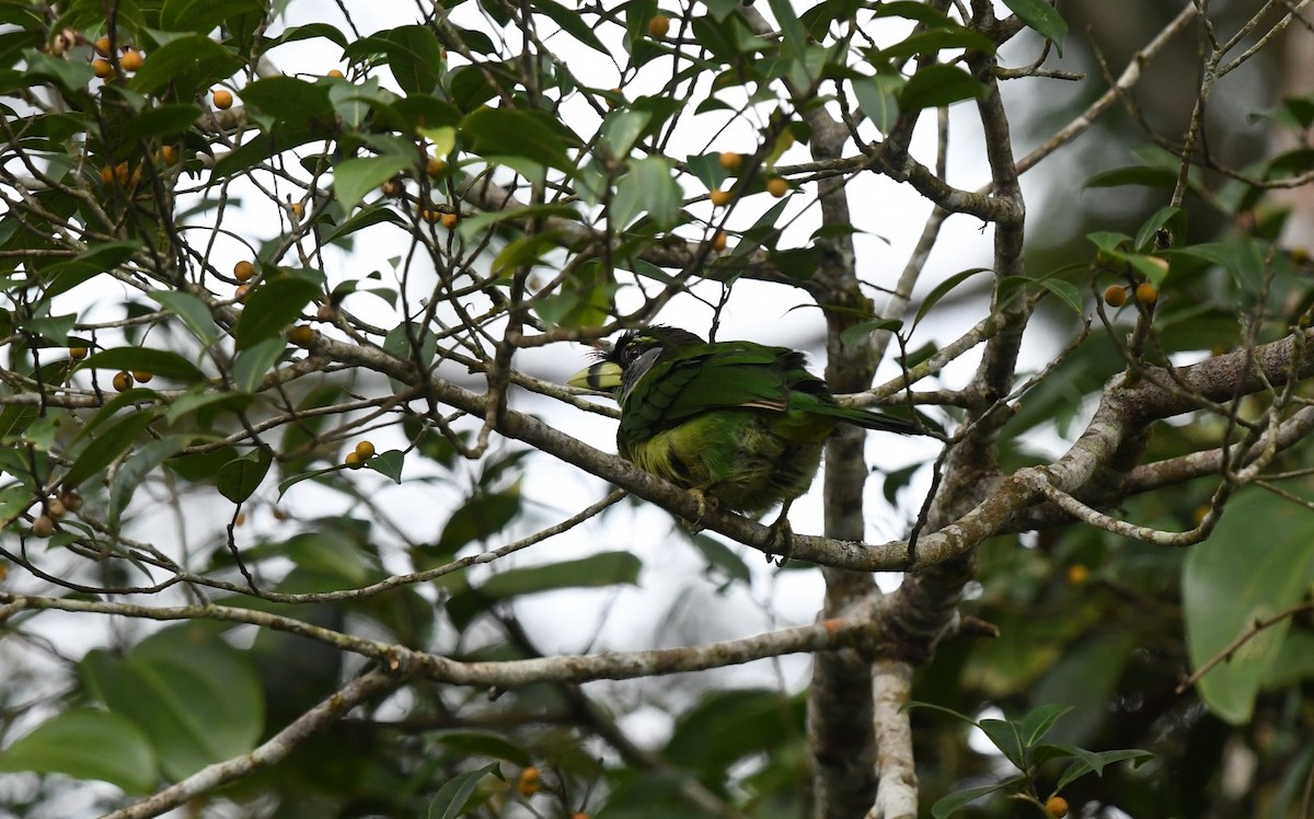 Fire-tufted Barbet - ML620373560