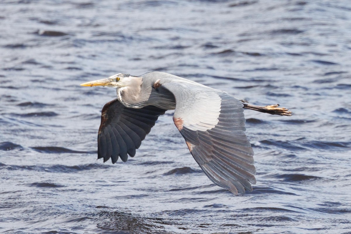 Great Blue Heron - ML620373575