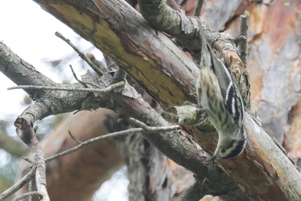 Black-and-white Warbler - ML620373580