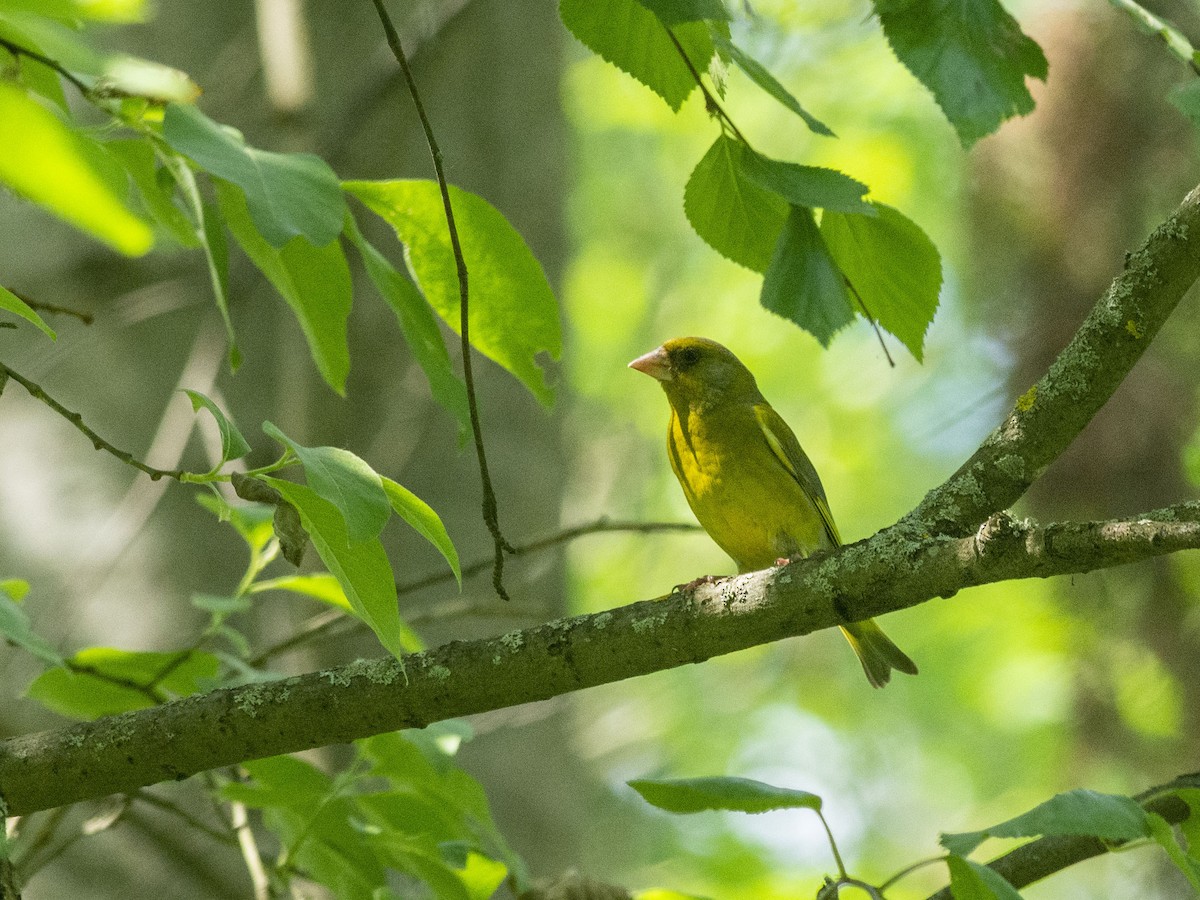 European Greenfinch - ML620373589