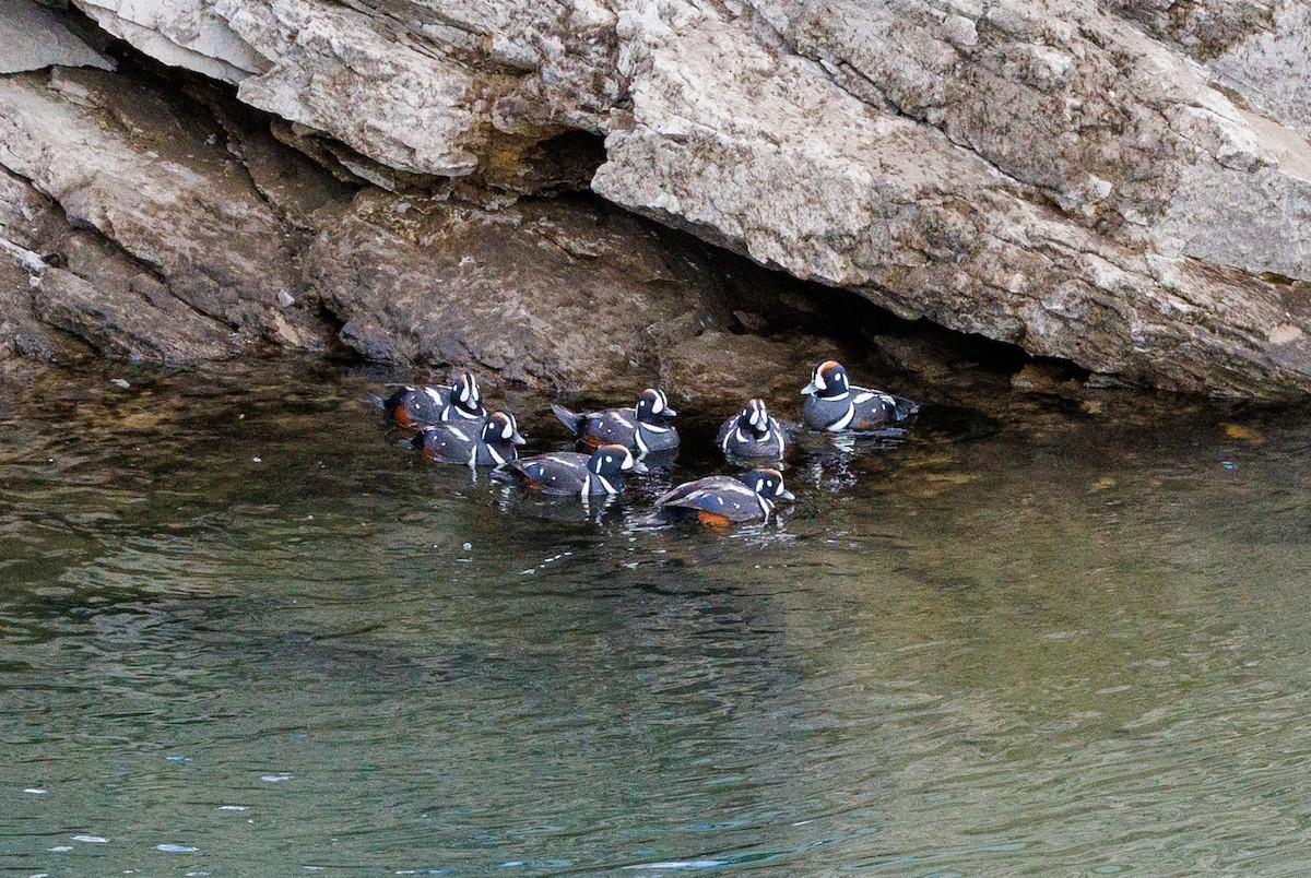 Harlequin Duck - ML620373593