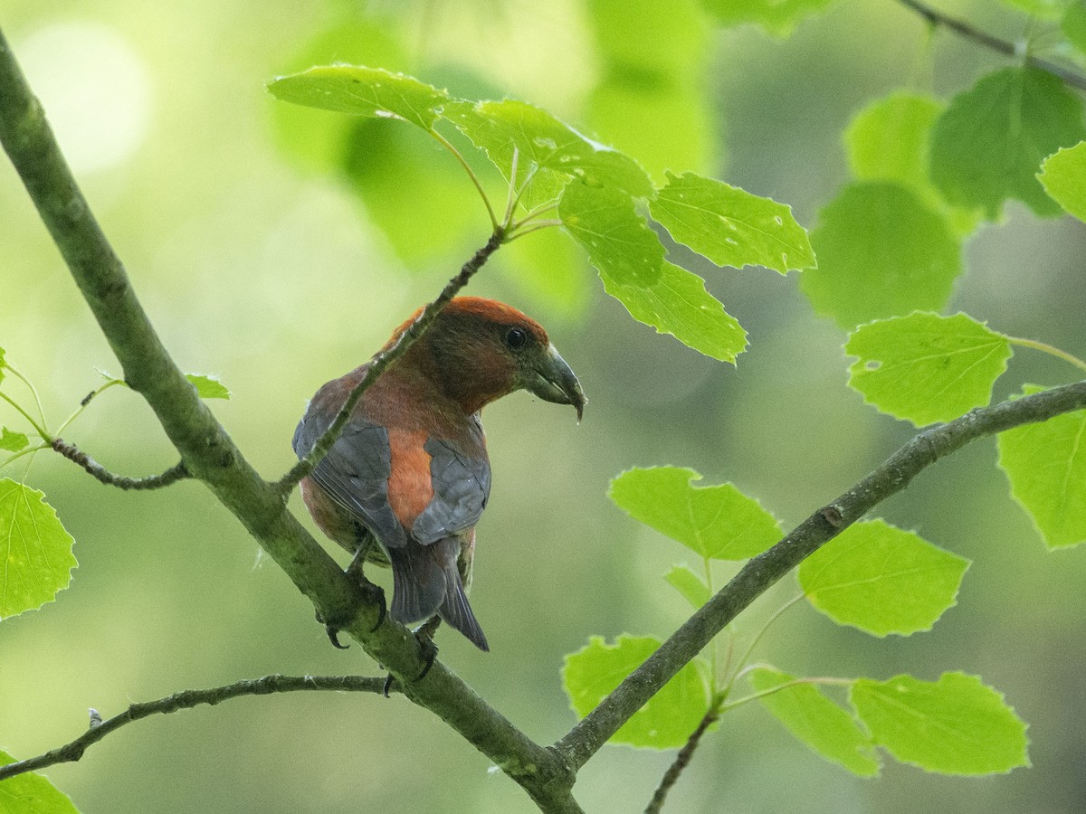 Red Crossbill - ML620373597