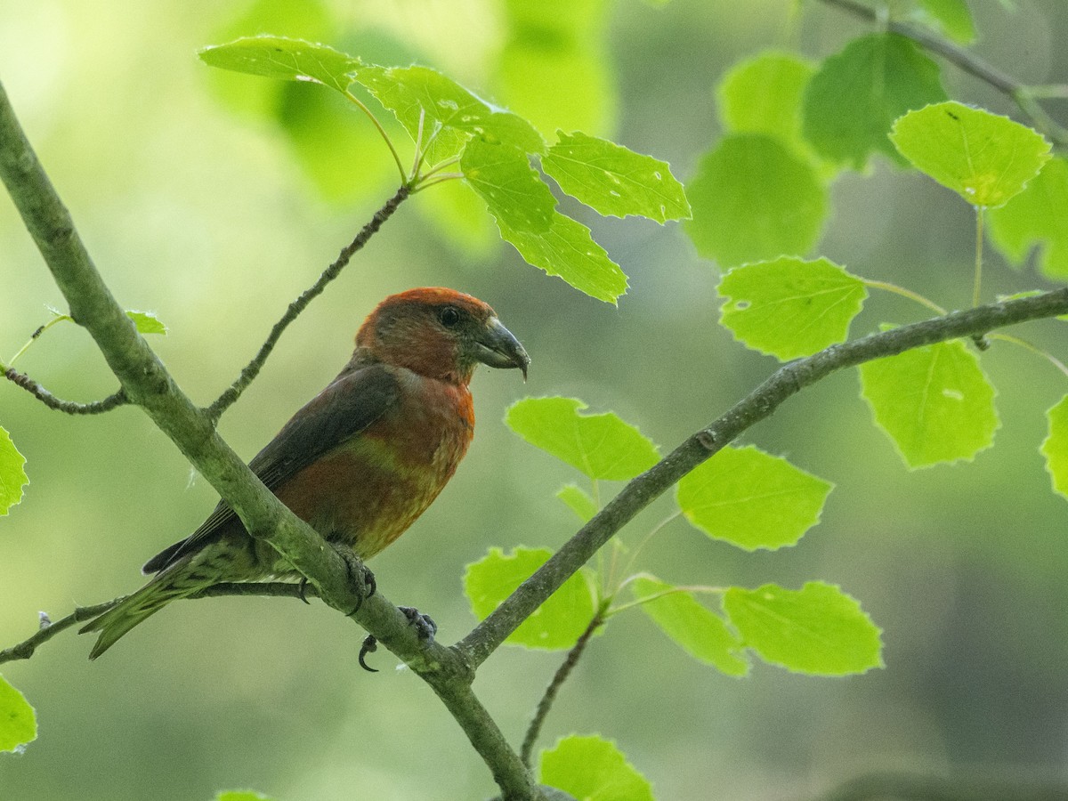 Red Crossbill - ML620373598