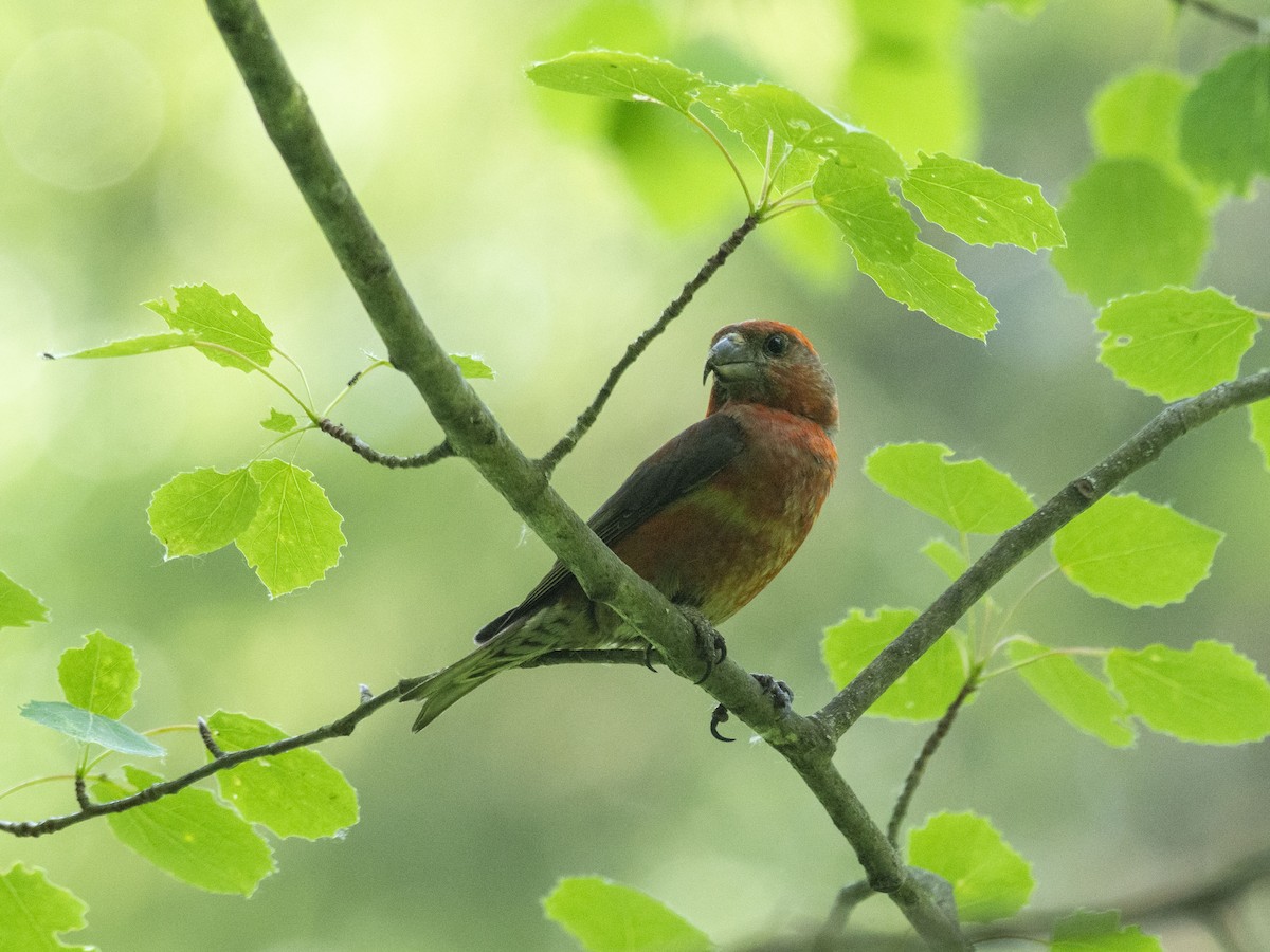 Red Crossbill - ML620373599