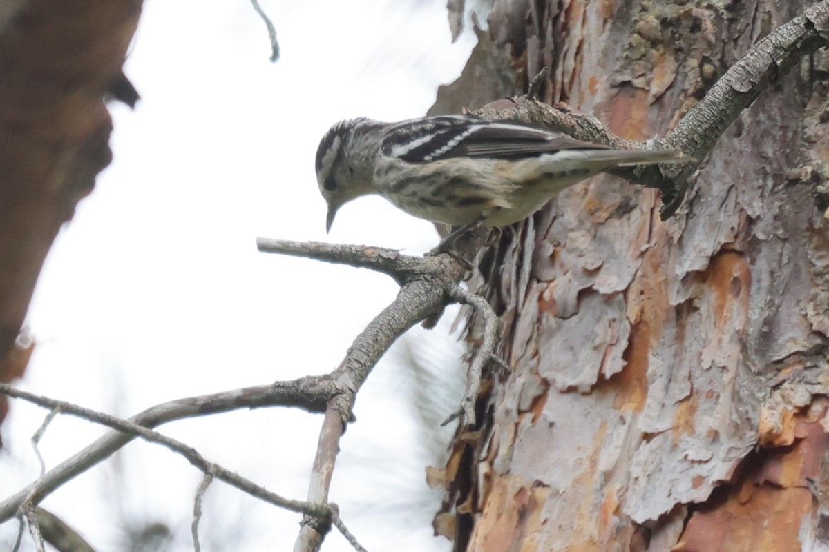 Black-and-white Warbler - ML620373600