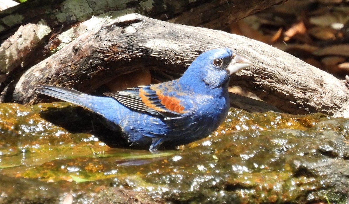 Blue Grosbeak - ML620373618