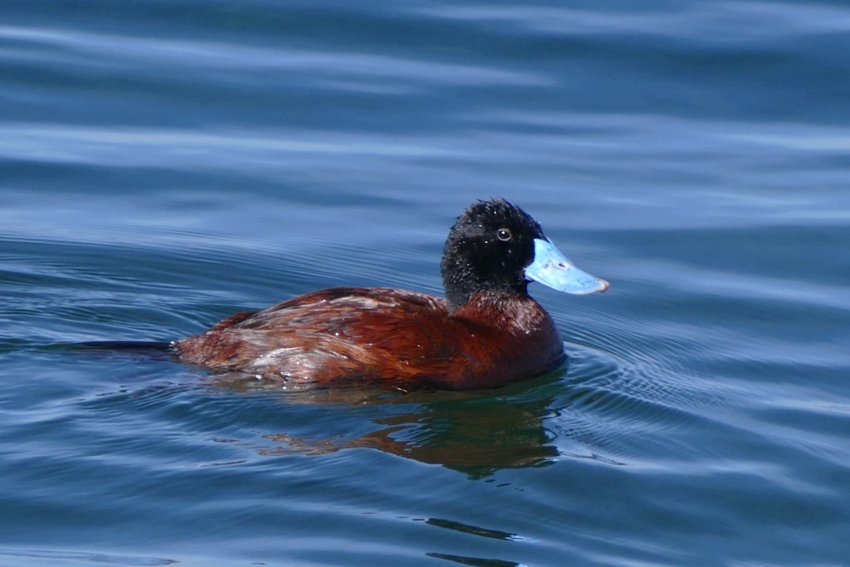 Andean Duck (ferruginea) - ML620373633