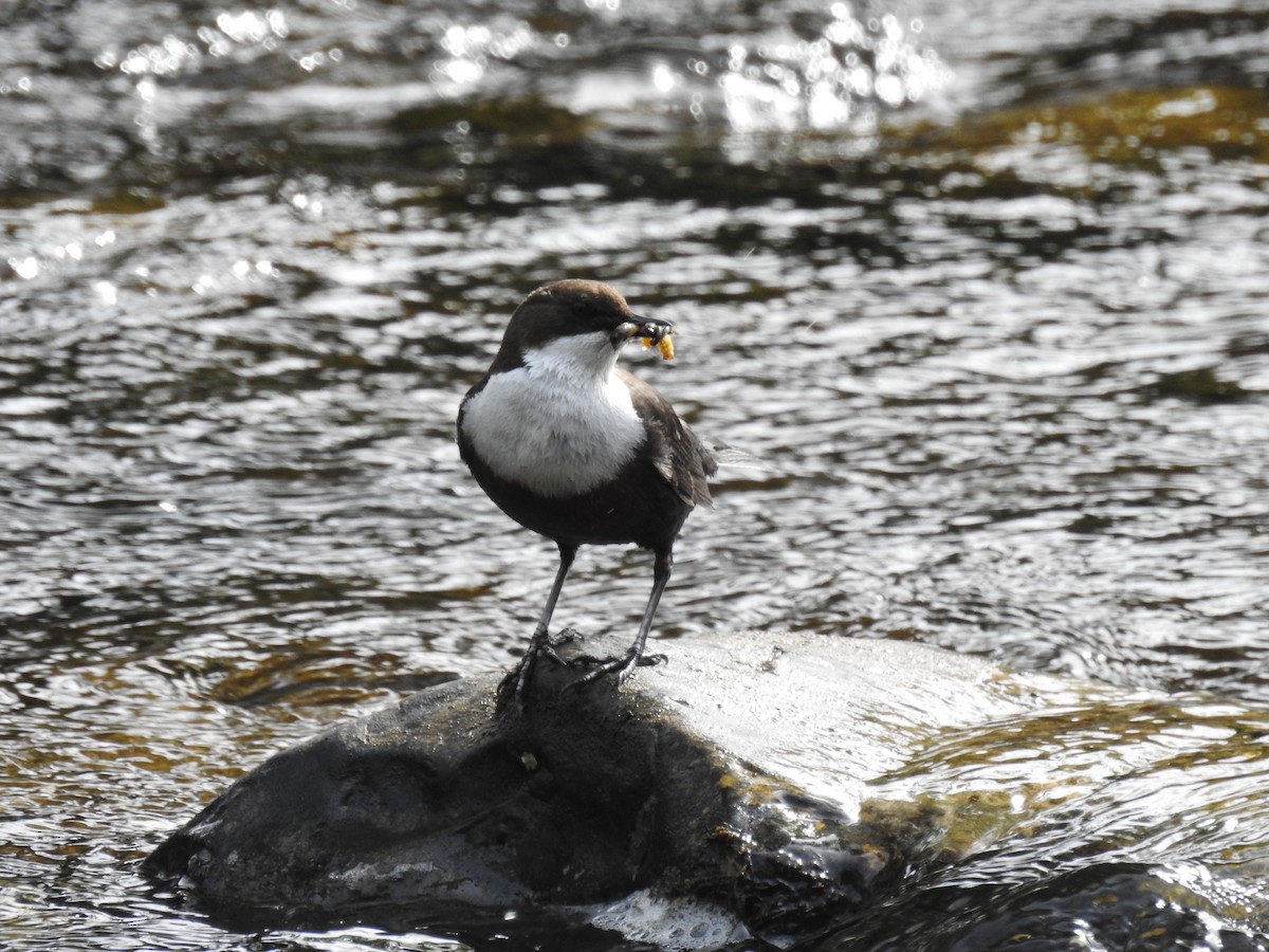 White-throated Dipper - ML620373636