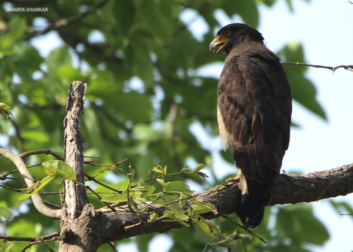 Crested Serpent-Eagle - ML620373638