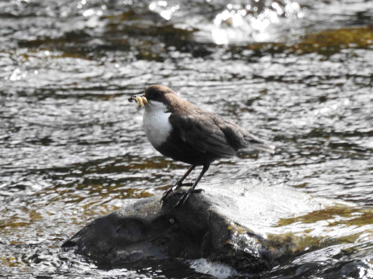 White-throated Dipper - ML620373639