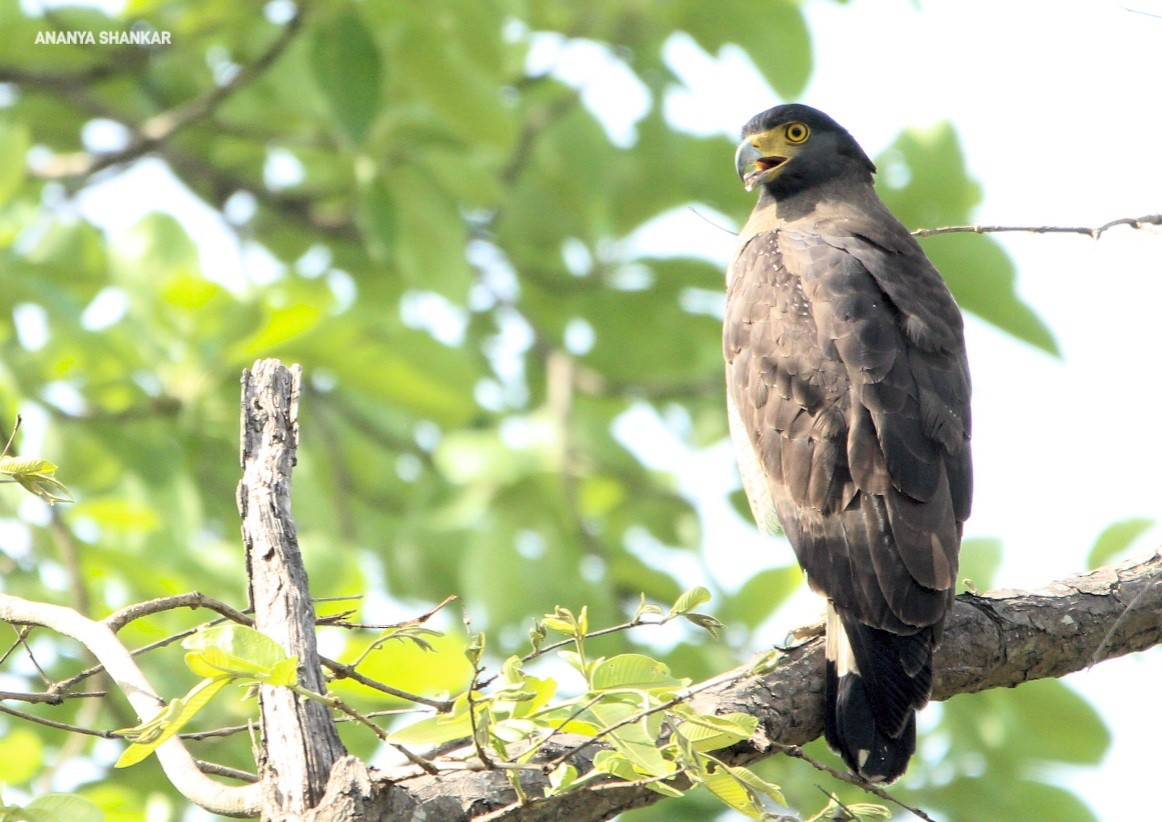 Crested Serpent-Eagle - ML620373643