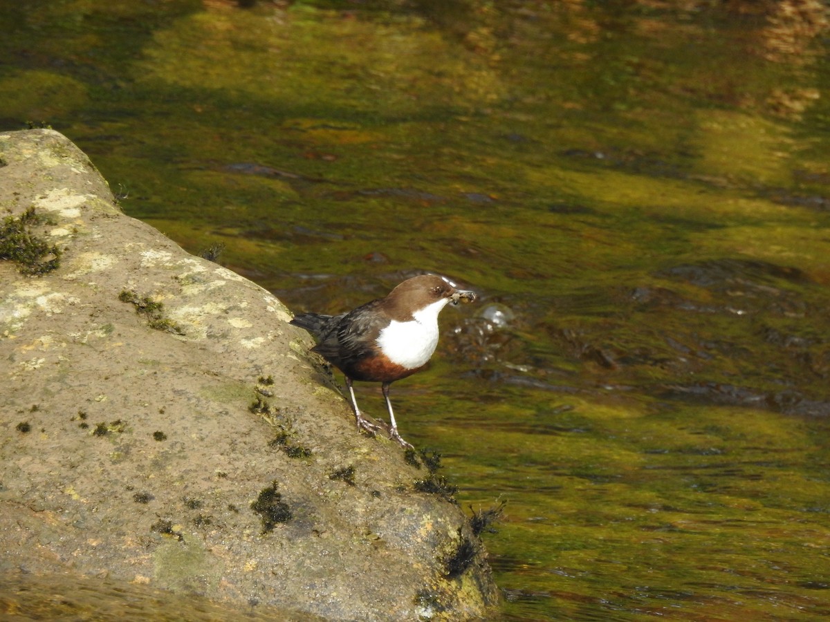 White-throated Dipper - ML620373649