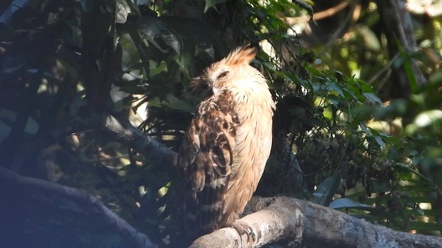 Buffy Fish-Owl - ML620373653