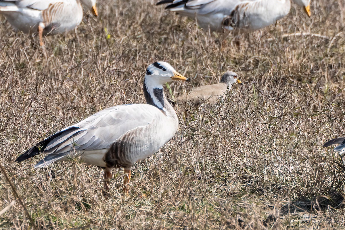 Bar-headed Goose - ML620373657