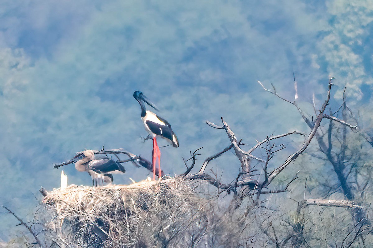 Black-necked Stork - ML620373664