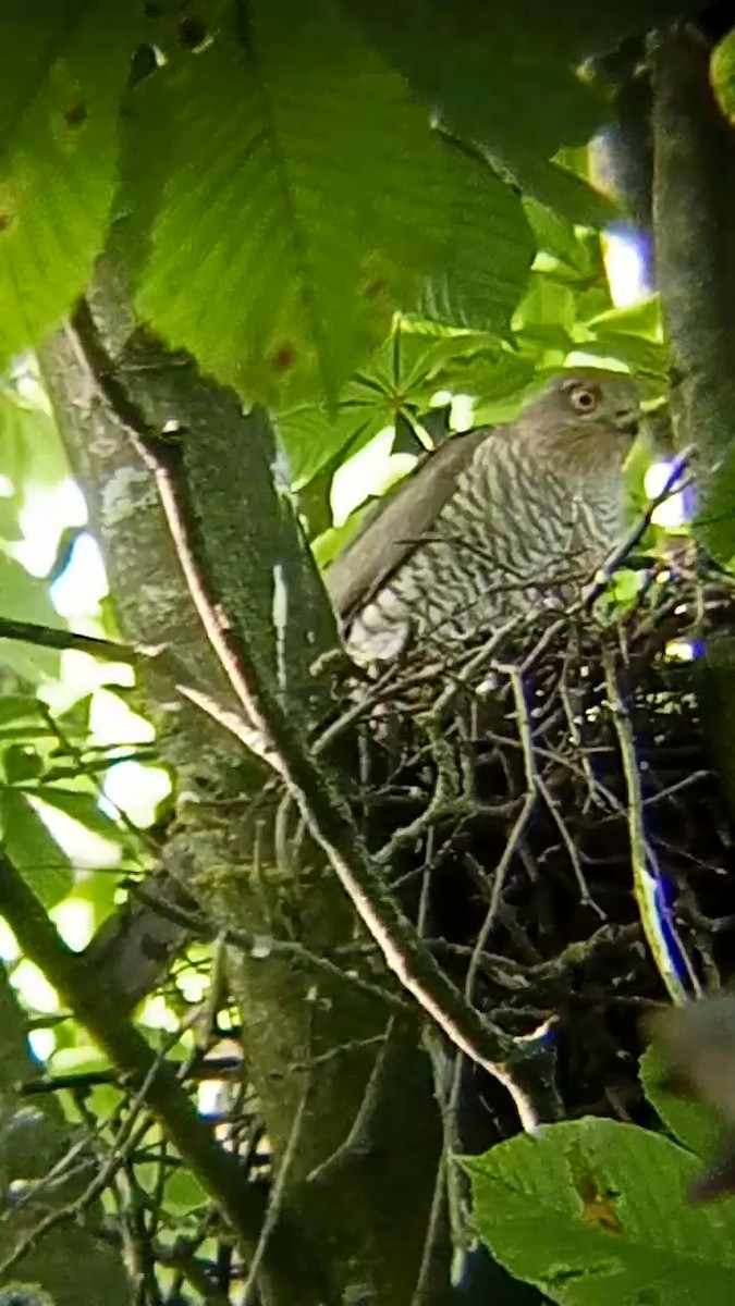 Eurasian Sparrowhawk - ML620373683