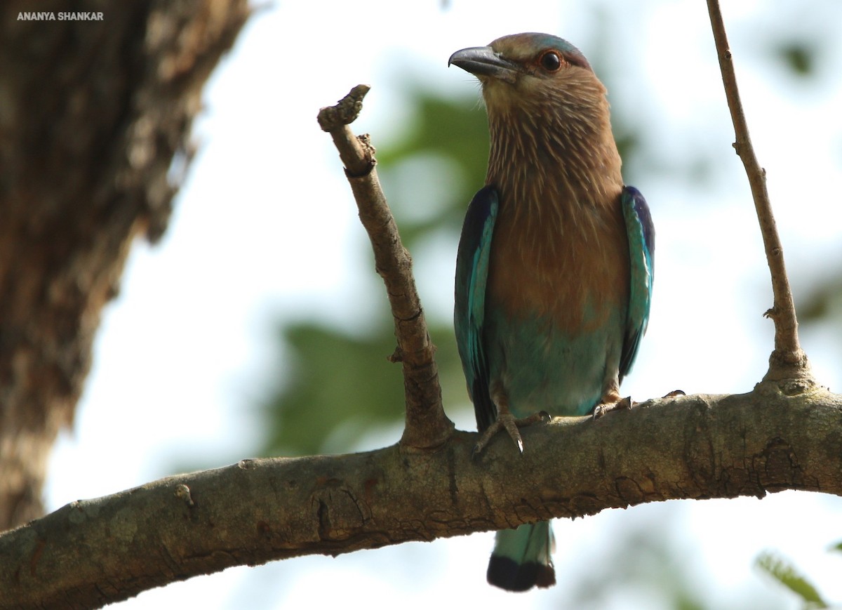 Indian Roller - ML620373696