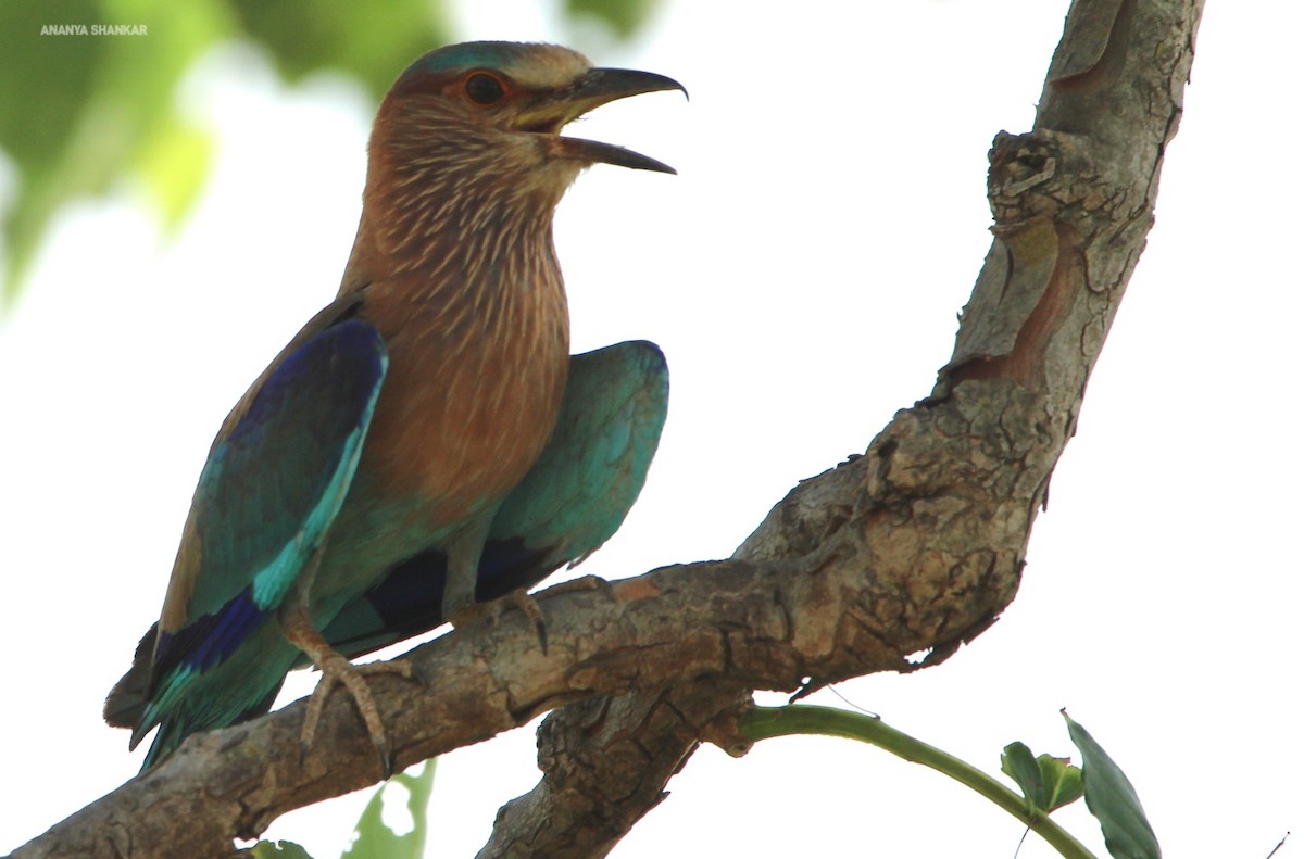 Indian Roller - ML620373704