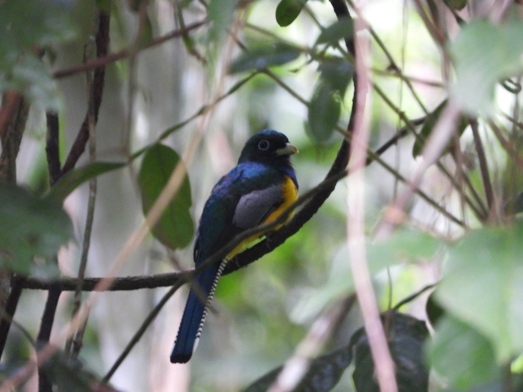 White-tailed Trogon - ML620373707