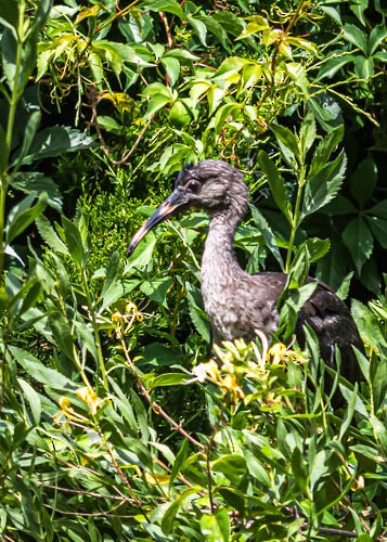 White Ibis - ML620373708