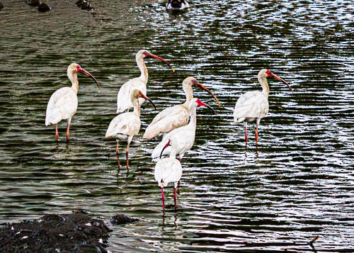 White Ibis - ML620373709