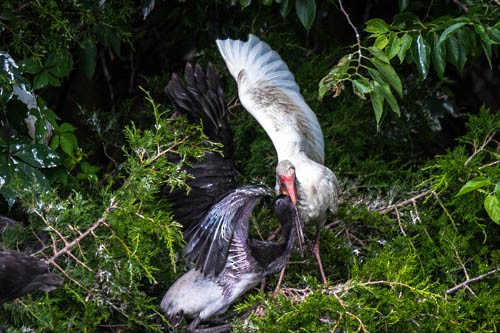 White Ibis - ML620373710