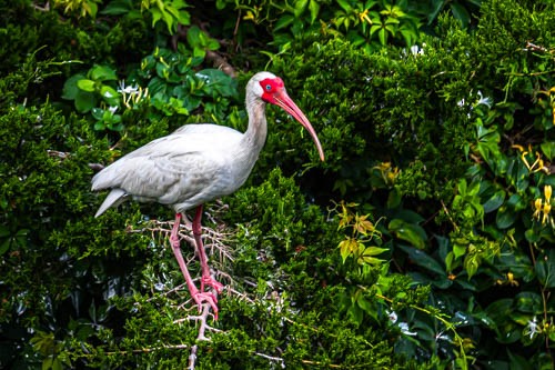 White Ibis - ML620373711