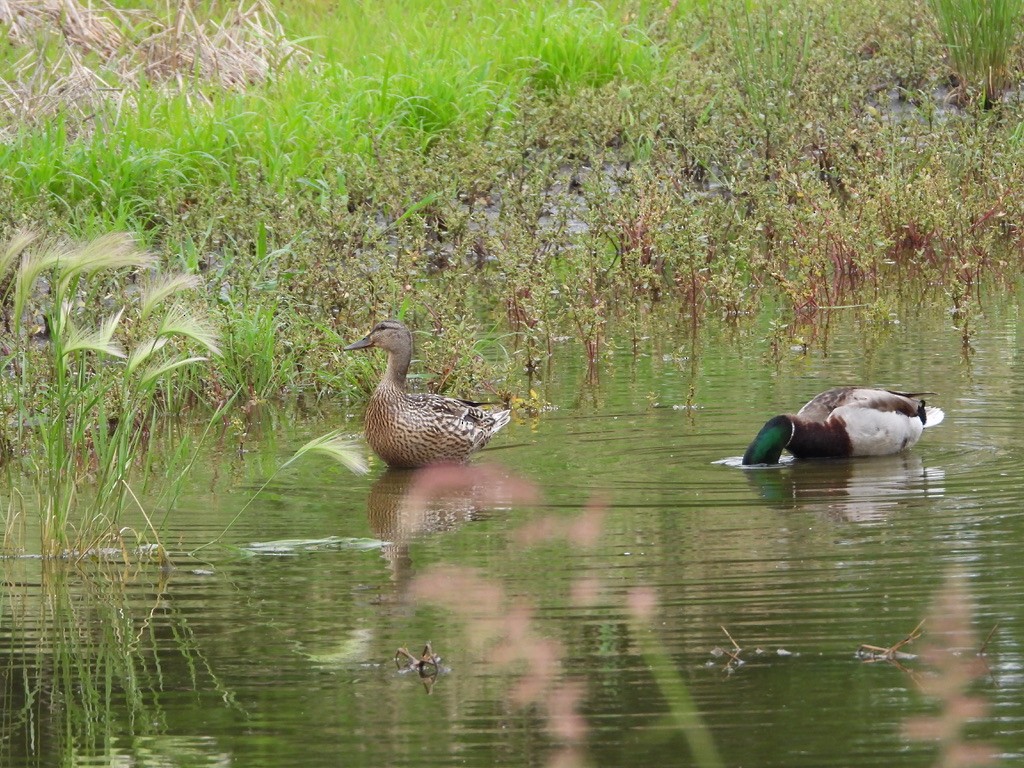 Canard colvert - ML620373717