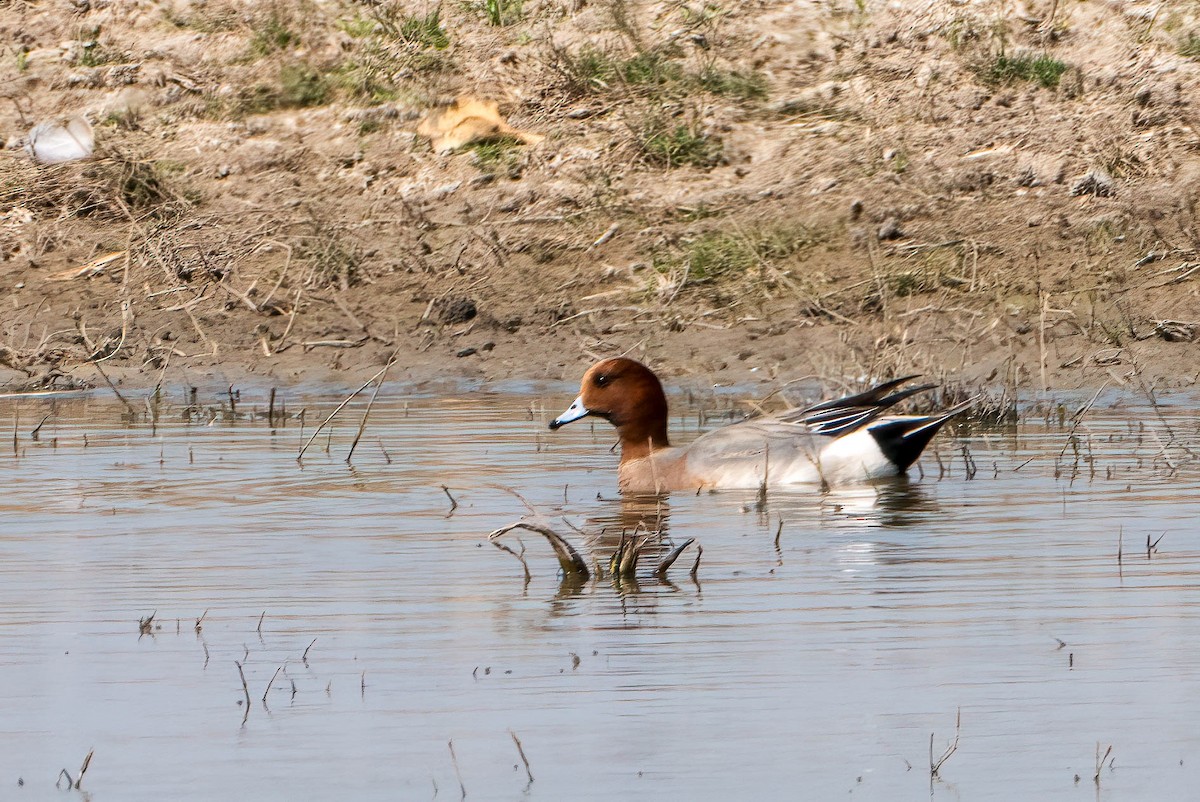 Canard siffleur - ML620373718