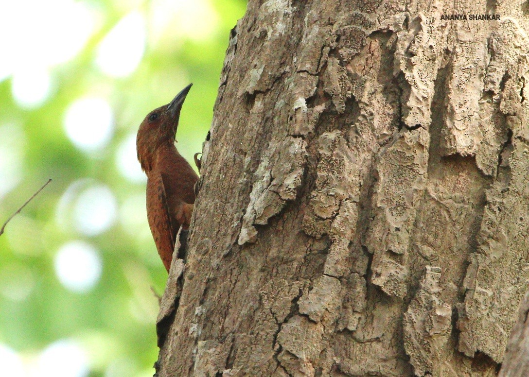 Rufous Woodpecker - ML620373721